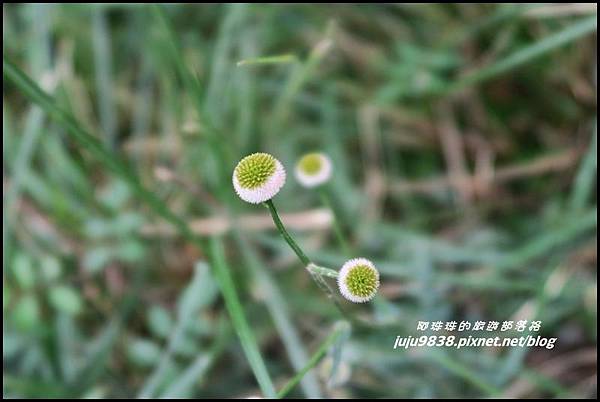 山毛櫸步道103.JPG 山毛櫸步道103.JPG