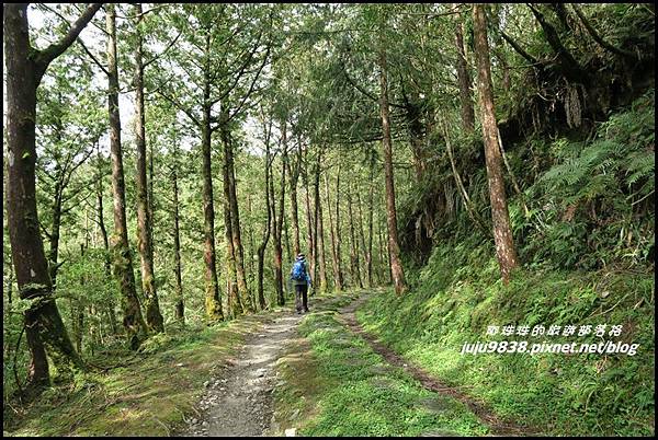 山毛櫸步道104.JPG 山毛櫸步道104.JPG