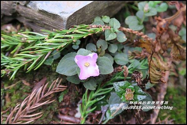 山毛櫸步道106.JPG 山毛櫸步道106.JPG