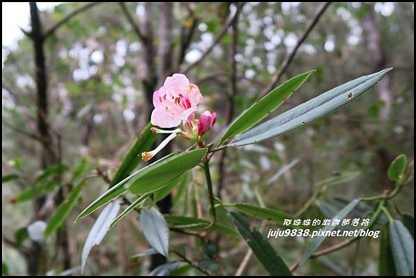 山毛櫸步道107.JPG 山毛櫸步道107.JPG