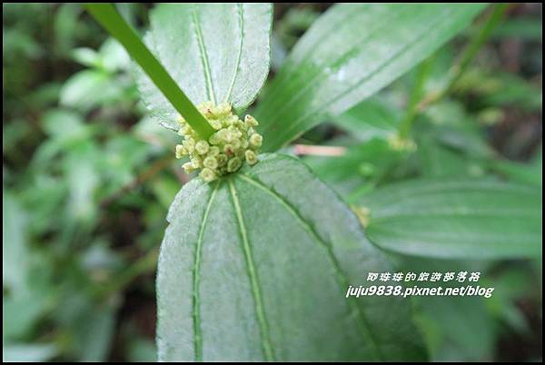 二延平步道39.JPG 二延平步道39.JPG