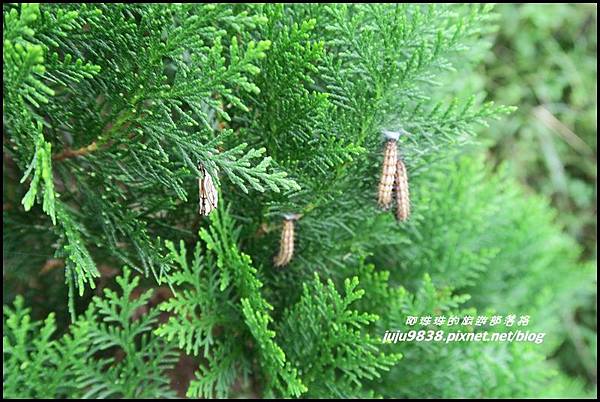 二延平步道54.JPG 二延平步道54.JPG