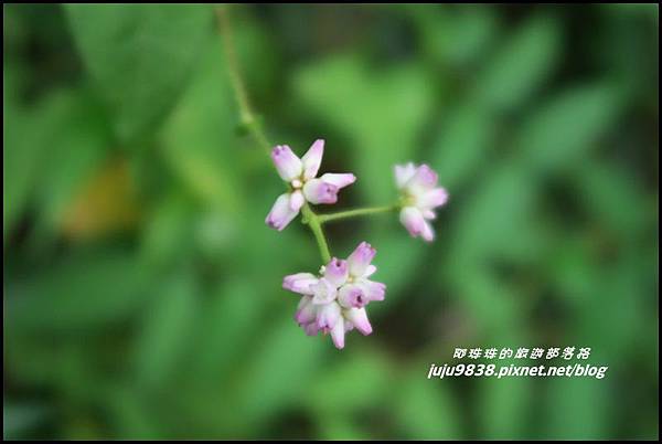 二延平步道56.JPG 二延平步道56.JPG