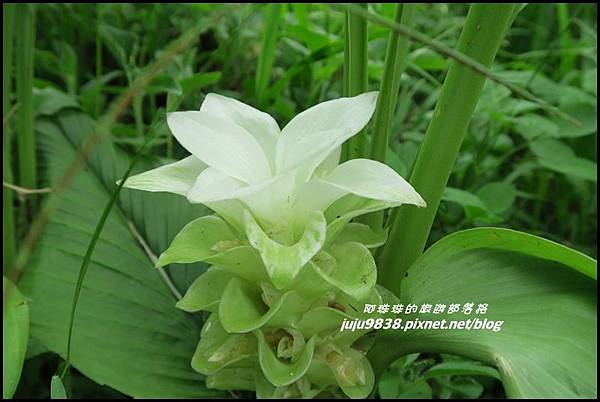 二延平步道57.JPG 二延平步道57.JPG