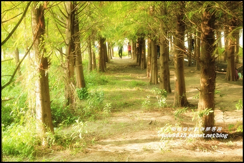 霧峰落羽松祕境18.JPG 霧峰落羽松祕境18.JPG