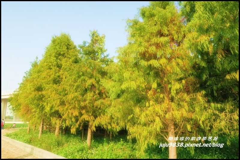 霧峰落羽松祕境23.JPG 霧峰落羽松祕境23.JPG