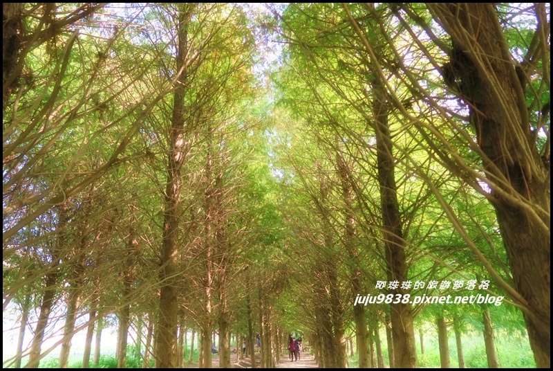 霧峰落羽松祕境26.JPG 霧峰落羽松祕境26.JPG