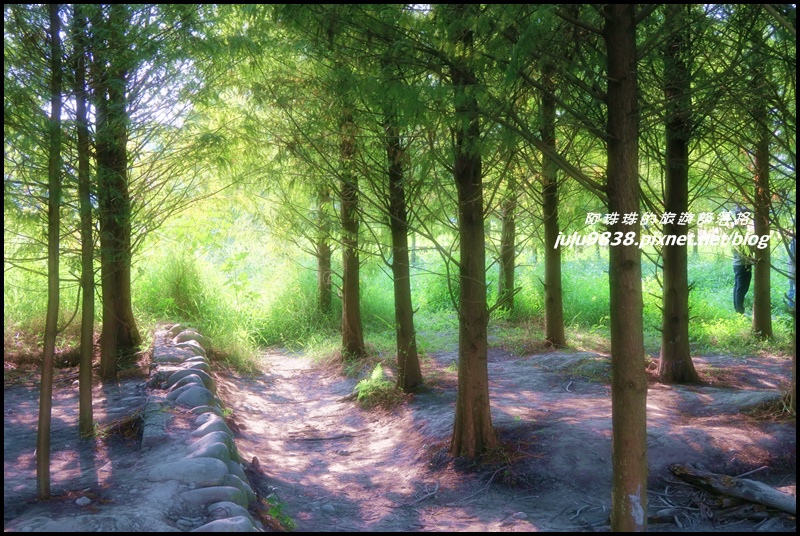 霧峰落羽松祕境35.JPG 霧峰落羽松祕境35.JPG