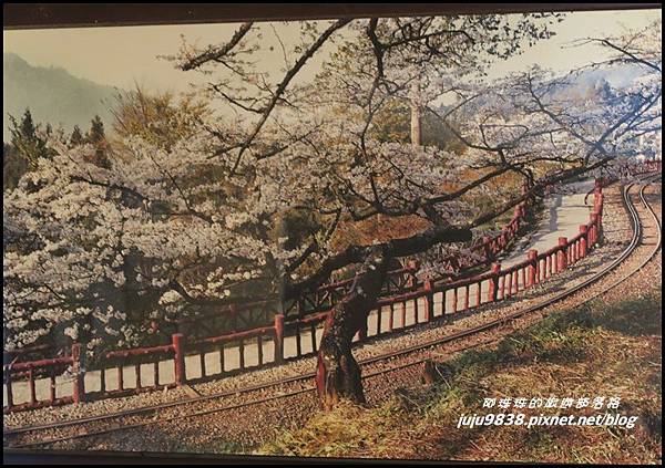 阿里山33.JPG 阿里山33.JPG