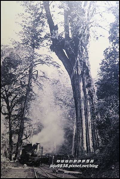 阿里山34.JPG 阿里山34.JPG