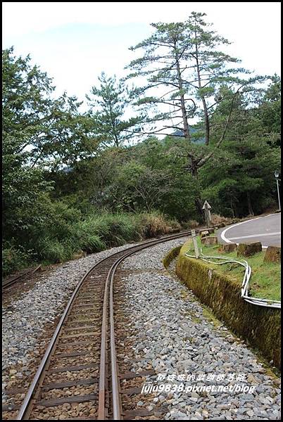 阿里山37.JPG 阿里山37.JPG