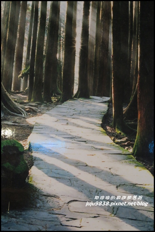 阿里山39JPG.JPG