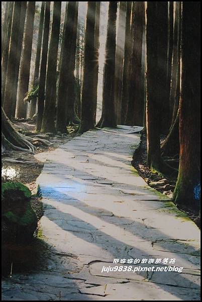 阿里山38.JPG 阿里山38.JPG