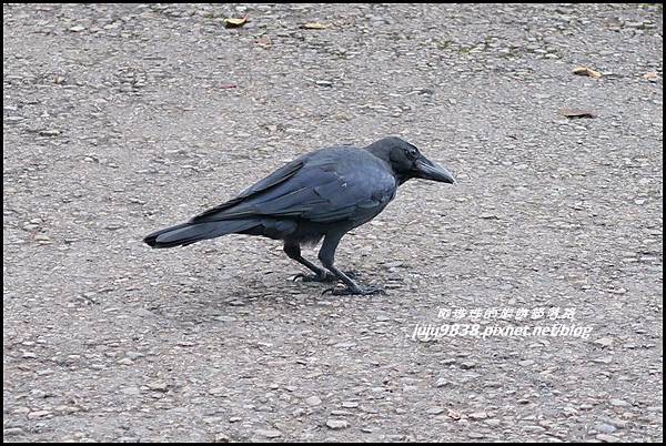 阿里山75.JPG 阿里山75.JPG