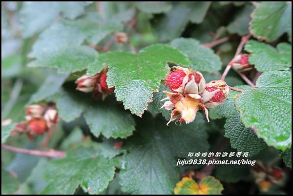 阿里山76.JPG 阿里山76.JPG