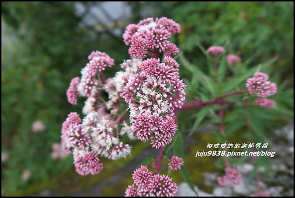 阿里山78.JPG 阿里山78.JPG