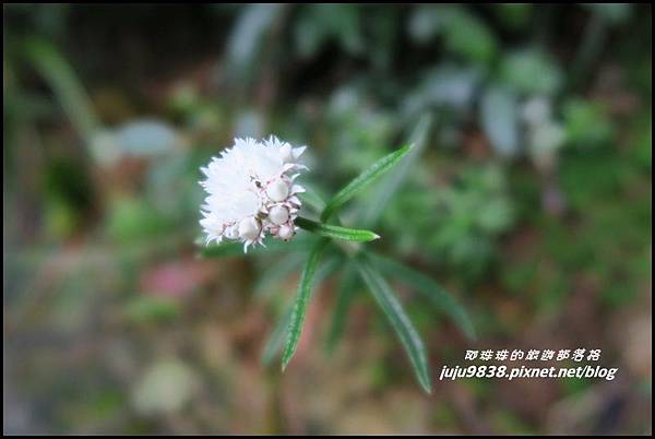 阿里山79.JPG 阿里山79.JPG