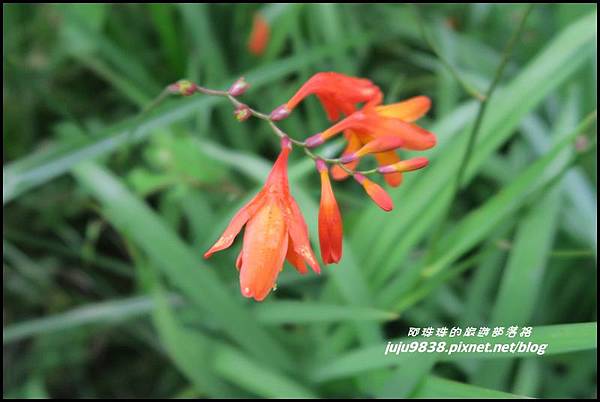 阿里山83.JPG 阿里山83.JPG