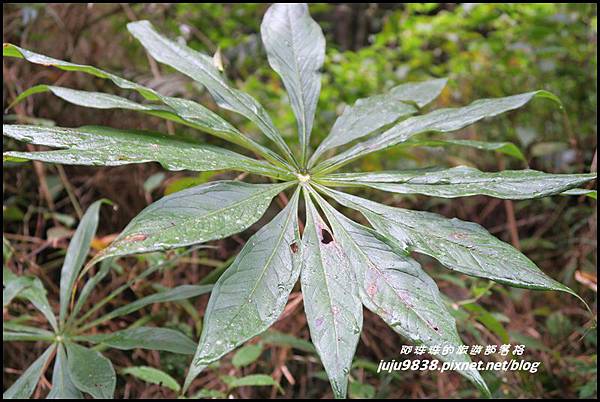 阿里山86.JPG 阿里山86.JPG