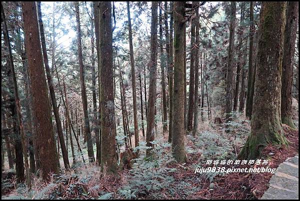 阿里山88.JPG 阿里山88.JPG
