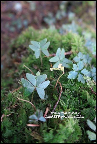 阿里山90.JPG 阿里山90.JPG