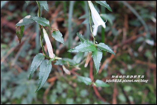 阿里山91.JPG 阿里山91.JPG