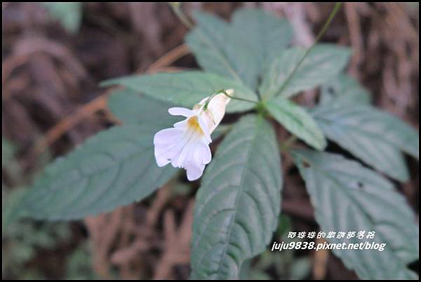 阿里山92.JPG 阿里山92.JPG