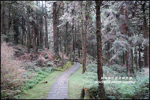 阿里山93.JPG 阿里山93.JPG