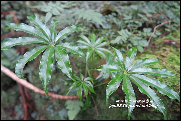 阿里山94.JPG 阿里山94.JPG