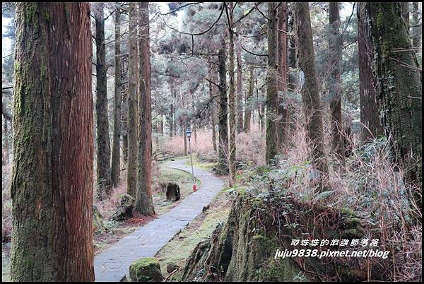 阿里山95.JPG 阿里山95.JPG