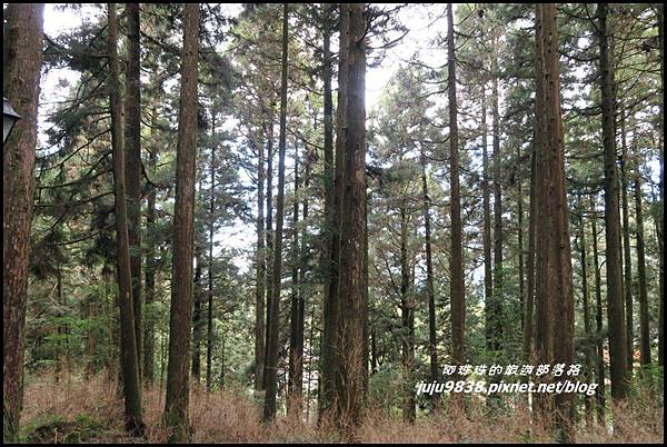 阿里山96.JPG 阿里山96.JPG