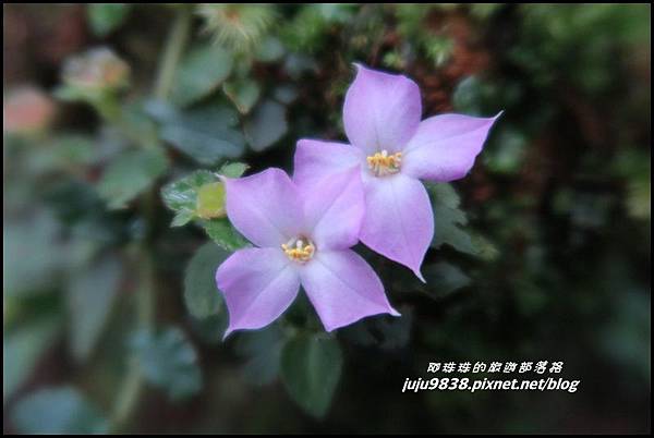 阿里山98.JPG 阿里山98.JPG