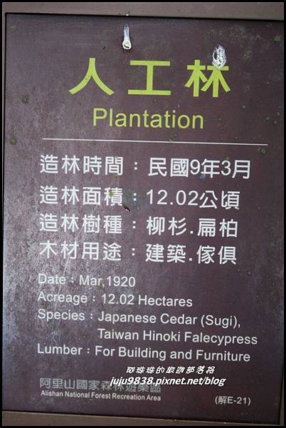 阿里山97.JPG 阿里山97.JPG