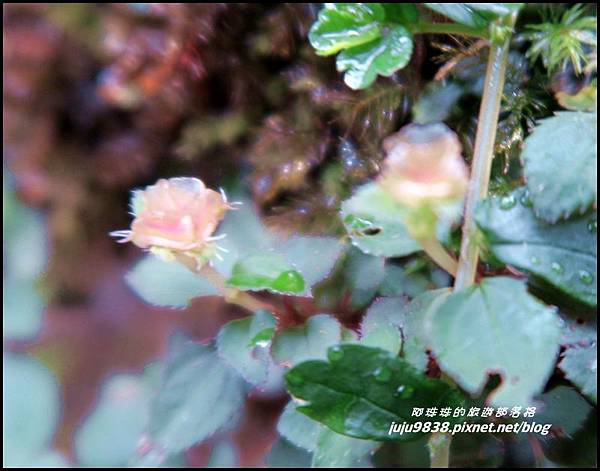 阿里山99.JPG 阿里山99.JPG