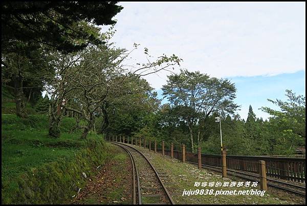 阿里山102.JPG 阿里山102.JPG
