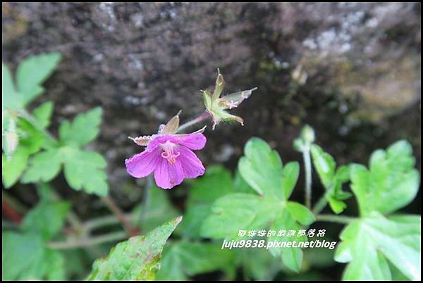 阿里山107.JPG 阿里山107.JPG