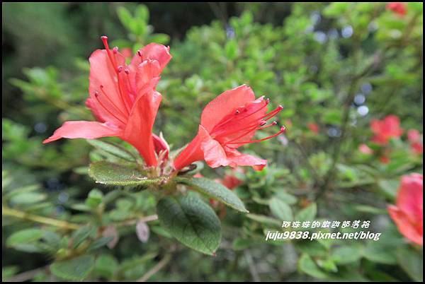 阿里山108.JPG 阿里山108.JPG