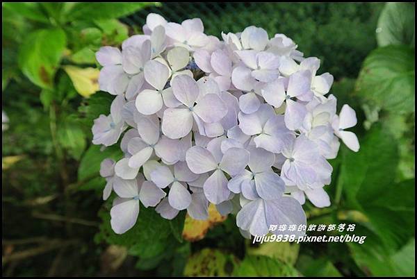 阿里山109.JPG 阿里山109.JPG