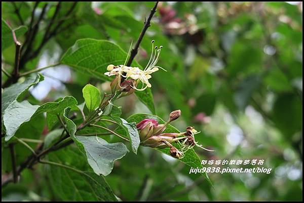 阿里山113.JPG 阿里山113.JPG