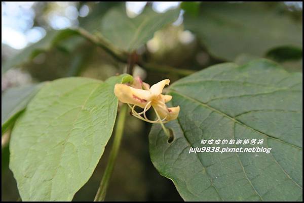 阿里山112.JPG 阿里山112.JPG