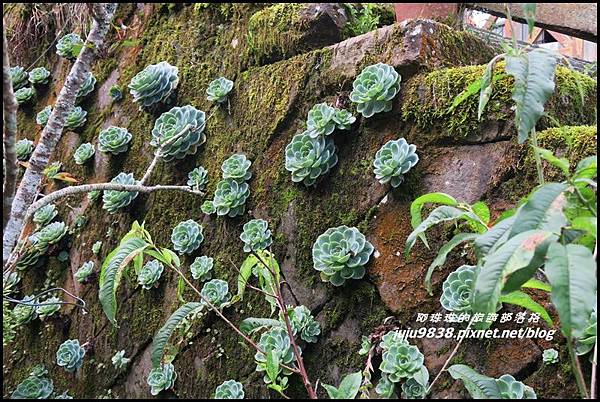 阿里山115.JPG 阿里山115.JPG
