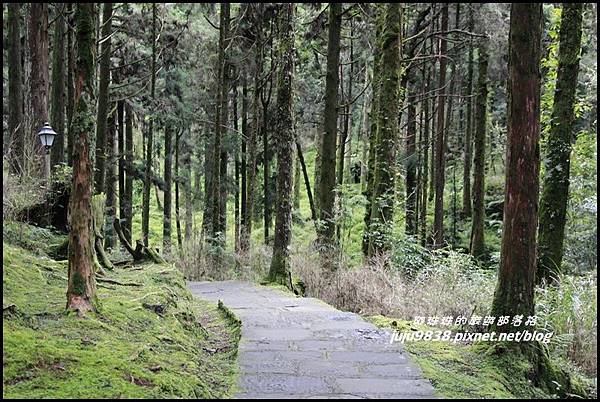 阿里山116.JPG 阿里山116.JPG