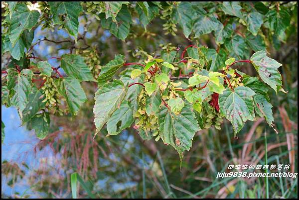阿里山124.JPG 阿里山124.JPG