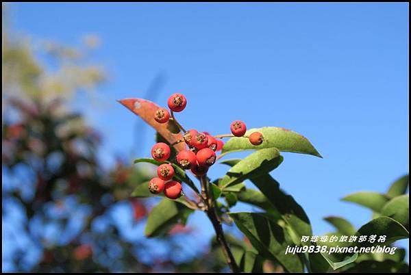 稍來11.JPG 稍來11.JPG