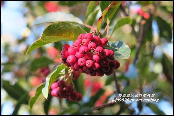 稍來16.JPG 稍來16.JPG