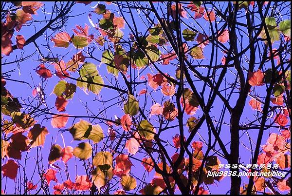 稍來44.JPG 稍來44.JPG