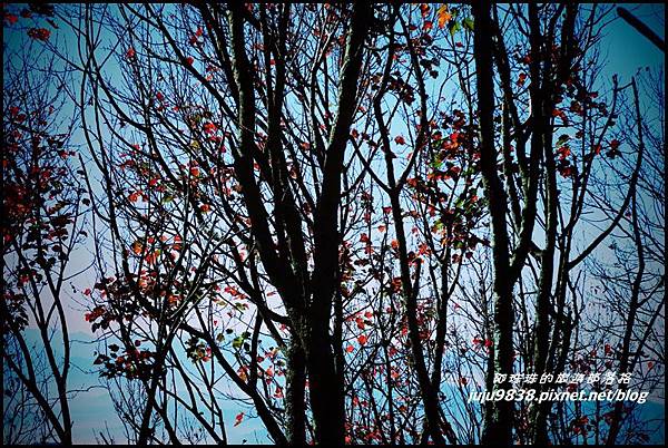 稍來46.JPG 稍來46.JPG