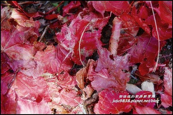 稍來112.JPG 稍來112.JPG