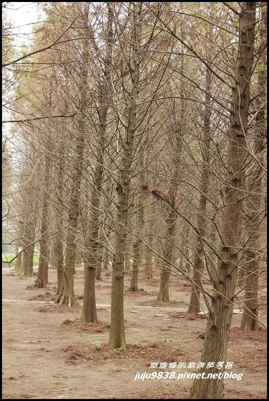 八德落羽松10.JPG 八德落羽松10.JPG