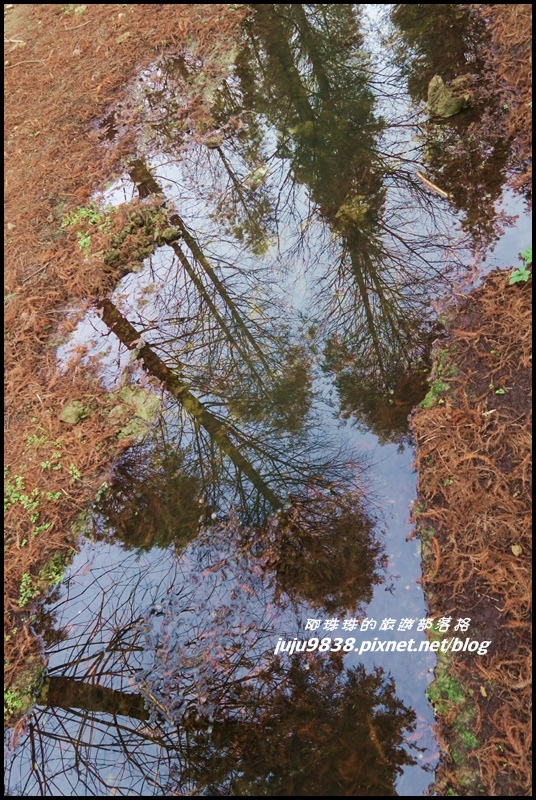 八德落羽松58.JPG 八德落羽松58.JPG